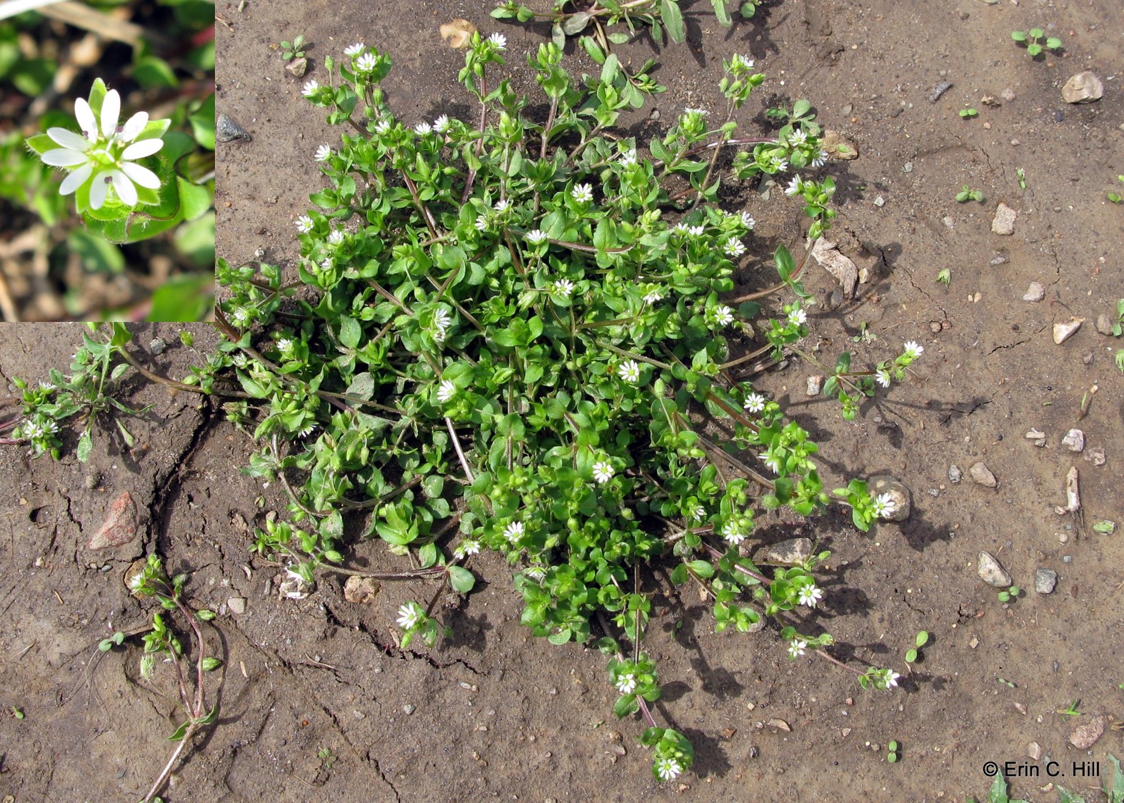 Common chickweed